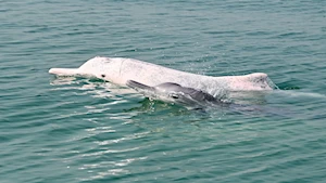 Delfines blancos chinos: la joya de la bahía de Sanniang, un refugio natural en peligro de extinción