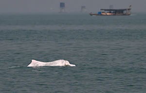 Delfines blancos chinos: la joya de la bahía de Sanniang, un refugio natural en peligro de extinción