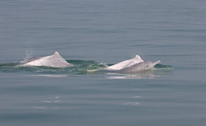 Delfines blancos chinos: la joya de la bahía de Sanniang, un refugio natural en peligro de extinción