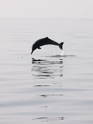 Delfines blancos chinos: la joya de la bahía de Sanniang, un refugio natural en peligro de extinción