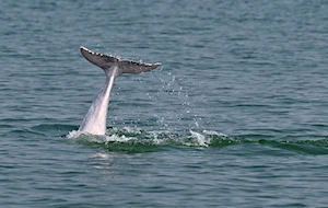 Delfines blancos chinos: la joya de la bahía de Sanniang, un refugio natural en peligro de extinción