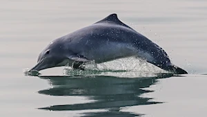 Delfines blancos chinos: la joya de la bahía de Sanniang, un refugio natural en peligro de extinción