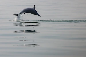 Delfines blancos chinos: la joya de la bahía de Sanniang, un refugio natural en peligro de extinción