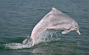 Delfines blancos chinos: la joya de la bahía de Sanniang, un refugio natural en peligro de extinción