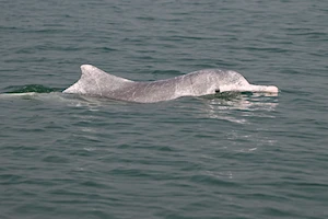 Delfines blancos chinos: la joya de la bahía de Sanniang, un refugio natural en peligro de extinción