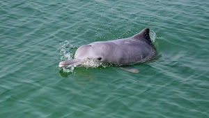 Delfines blancos chinos: la joya de la bahía de Sanniang, un refugio natural en peligro de extinción