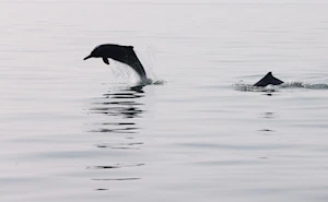 Delfines blancos chinos: la joya de la bahía de Sanniang, un refugio natural en peligro de extinción