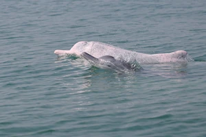 Delfines blancos chinos: la joya de la bahía de Sanniang, un refugio natural en peligro de extinción