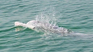 Delfines blancos chinos: la joya de la bahía de Sanniang, un refugio natural en peligro de extinción