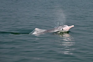 Delfines blancos chinos: la joya de la bahía de Sanniang, un refugio natural en peligro de extinción