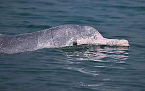 Delfines blancos chinos: la joya de la bahía de Sanniang, un refugio natural en peligro de extinción