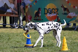 Budapest —capital de Hungría— fue escenario del mayor festival comunitario gratuito para amantes de los perros, donde el vínculo entre humanos y canes se celebró con actividades como baile canino, frisbee y treibball