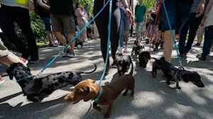 Budapest —capital de Hungría— fue escenario del mayor festival comunitario gratuito para amantes de los perros, donde el vínculo entre humanos y canes se celebró con actividades como baile canino, frisbee y treibball