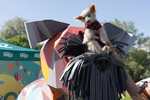 Budapest —capital de Hungría— fue escenario del mayor festival comunitario gratuito para amantes de los perros, donde el vínculo entre humanos y canes se celebró con actividades como baile canino, frisbee y treibball