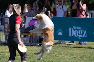 Budapest —capital de Hungría— fue escenario del mayor festival comunitario gratuito para amantes de los perros, donde el vínculo entre humanos y canes se celebró con actividades como baile canino, frisbee y treibball