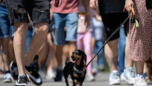 Budapest —capital de Hungría— fue escenario del mayor festival comunitario gratuito para amantes de los perros, donde el vínculo entre humanos y canes se celebró con actividades como baile canino, frisbee y treibball