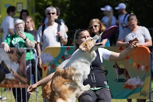Budapest —capital de Hungría— fue escenario del mayor festival comunitario gratuito para amantes de los perros, donde el vínculo entre humanos y canes se celebró con actividades como baile canino, frisbee y treibball