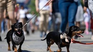 Budapest —capital de Hungría— fue escenario del mayor festival comunitario gratuito para amantes de los perros, donde el vínculo entre humanos y canes se celebró con actividades como baile canino, frisbee y treibball
